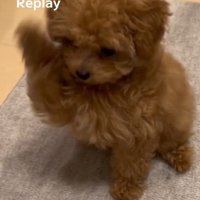 振りかぶるあられちゃん