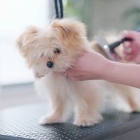 とってもお利口なうにちゃん