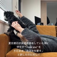 窓の外を覗く犬2