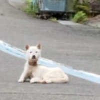 県道に座り込む犬