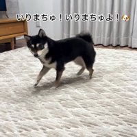 ハイテンションで足踏み開始♪