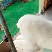 優雅な雰囲気のシオンちゃん