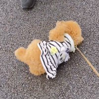 地面に寝転がる犬