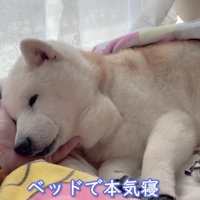 自分のベッドへ