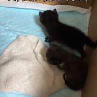 ダンボールの中の子猫