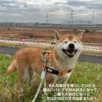 満面の笑みの柴犬