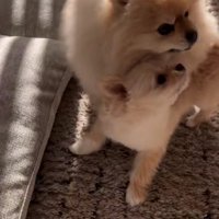 なんとか応戦するも…