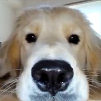 可愛すぎる