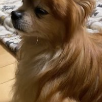 たくさん愛された犬生だったね