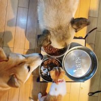 並んでごはんを食べる犬と子猫