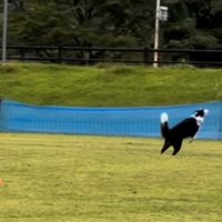 フリスビーを追って走る犬
