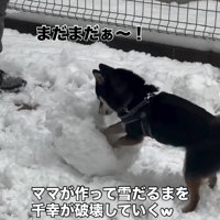 壊れてきた雪だるま