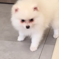 寝ぼけ顔の子犬