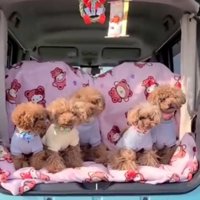 横に並ぶ5匹の犬