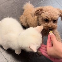 ご褒美をもらったわんこ