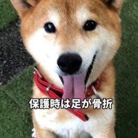 笑顔でカメラを見つめる犬