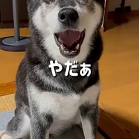 断るこうめちゃん