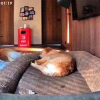 家族の帰りを待つ2頭