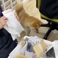 ハクくんにしかできない「業務」がたくさん