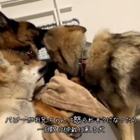 DAZくんをなだめるBENETTAちゃん1