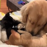 他の子猫がじゃれつくと…