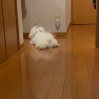 全然歩いてくれません