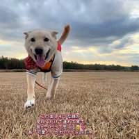 笑顔で走る保護犬