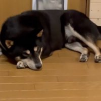 退かない柴犬