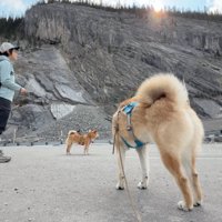 山の麓で待機する2頭の犬