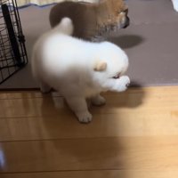 2匹の赤ちゃん柴犬