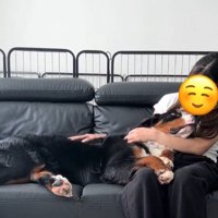 ソファに座っている女性にもたれかかって、女性の顔を見つめる犬