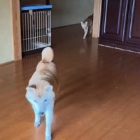 廊下の奥から歩いてくる猫