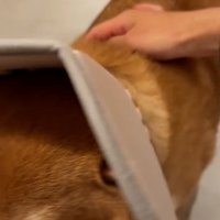 長三郎くんを撫でる飼い主さん