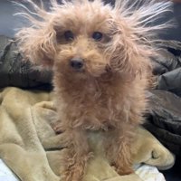耳の毛が静電気で浮遊している犬