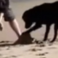 アップのロコくん