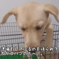 「出して！」とアピール