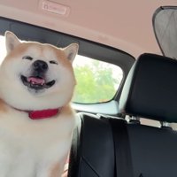 車の中でニコニコ幸せそう