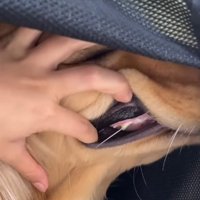 大型犬の口元