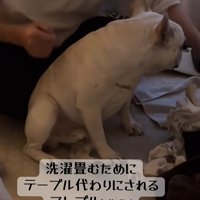 洗濯物を畳む飼い主と小型犬