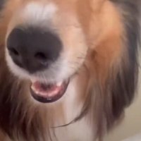 女性を見上げる犬