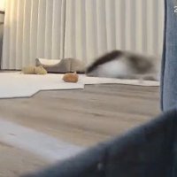 2匹そろって安全な場所へ