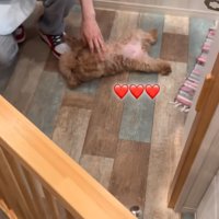 大の字になる犬