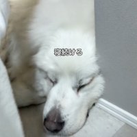 起きないグラくん、強い…