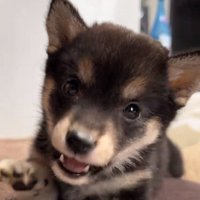 威嚇するあられちゃん