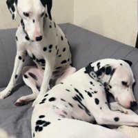 ソファで怒られる弟を呆れた表情で見つめる兄（ダルメシアン）