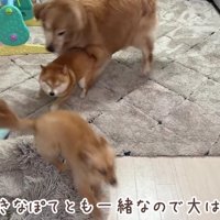 友達犬のぽてちゃん♪