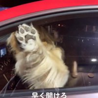 車の窓に前足を当てる犬