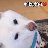 見つめる犬の顔
