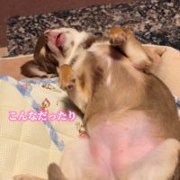 ニエルちゃんはとてもマイペース