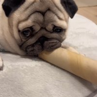 筒を離したがらない小型犬